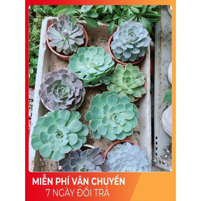 Chậu sen đá bắp cải tím size đại