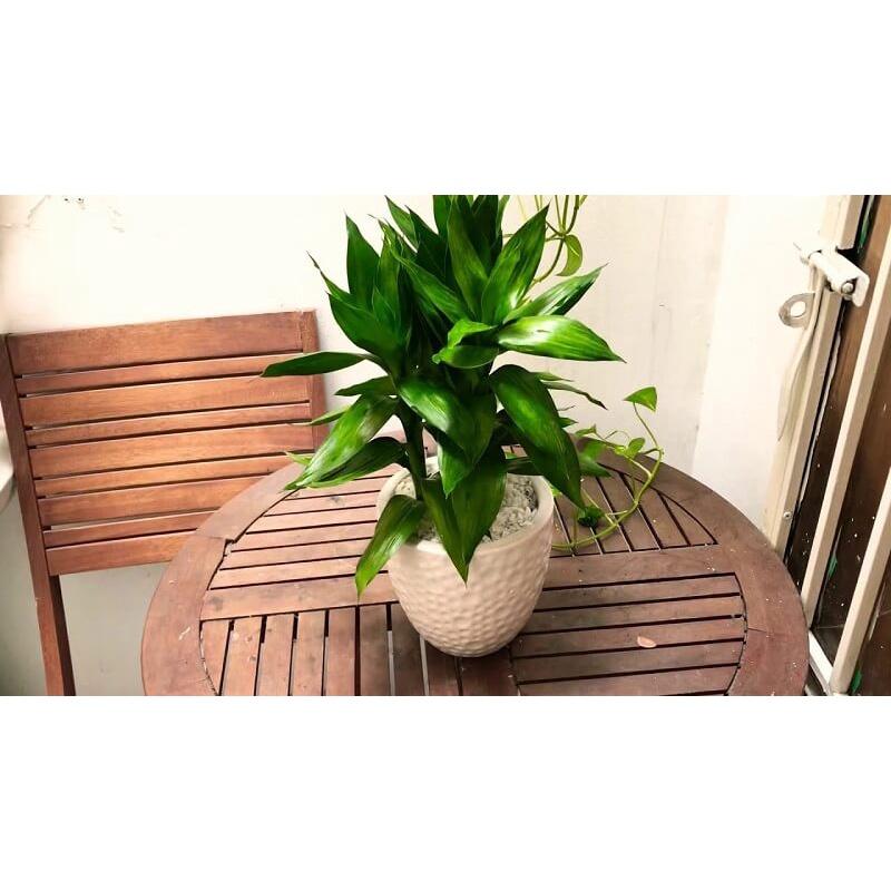 CÂY GIỐNG CÂY PHÁT TÀI BÚP SEN . *