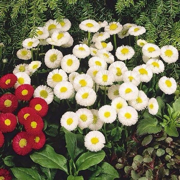 Hạt giống hoa cúc anh nhiều màu CT415 - Gói 50 hạt