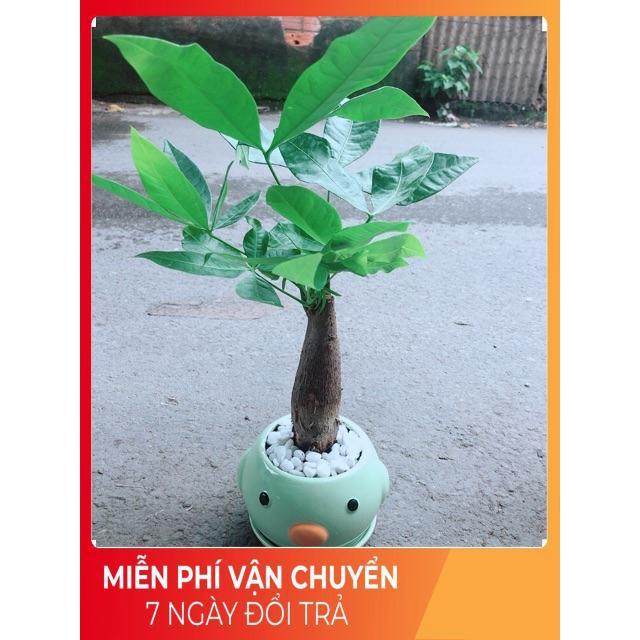 Chậu Kim Ngân 1 Thân