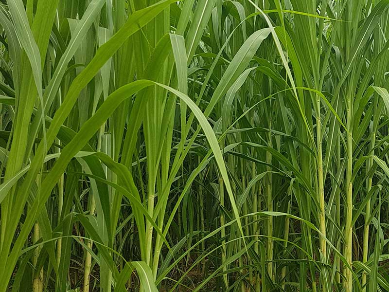 Hạt Giống Cỏ chăn nuôi SUDAN SUPER BMR - Gói 100gram