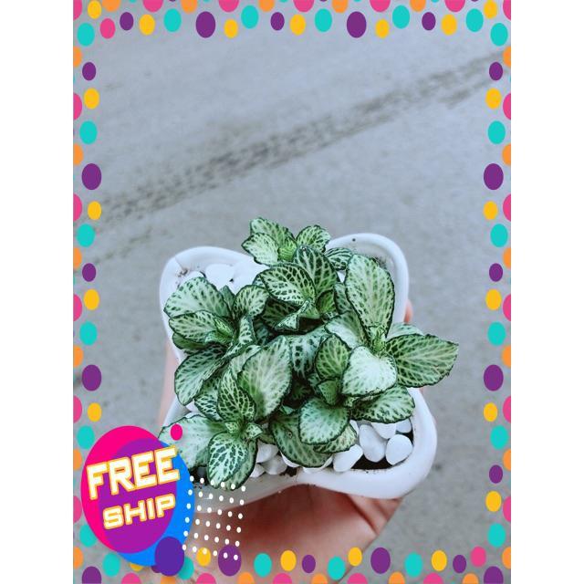 Chậu Cẩm Nhung Xanh