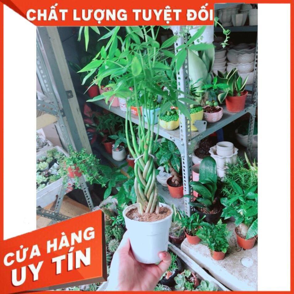 Cây Kim Ngân Bím 5 Thân Nhỏ
