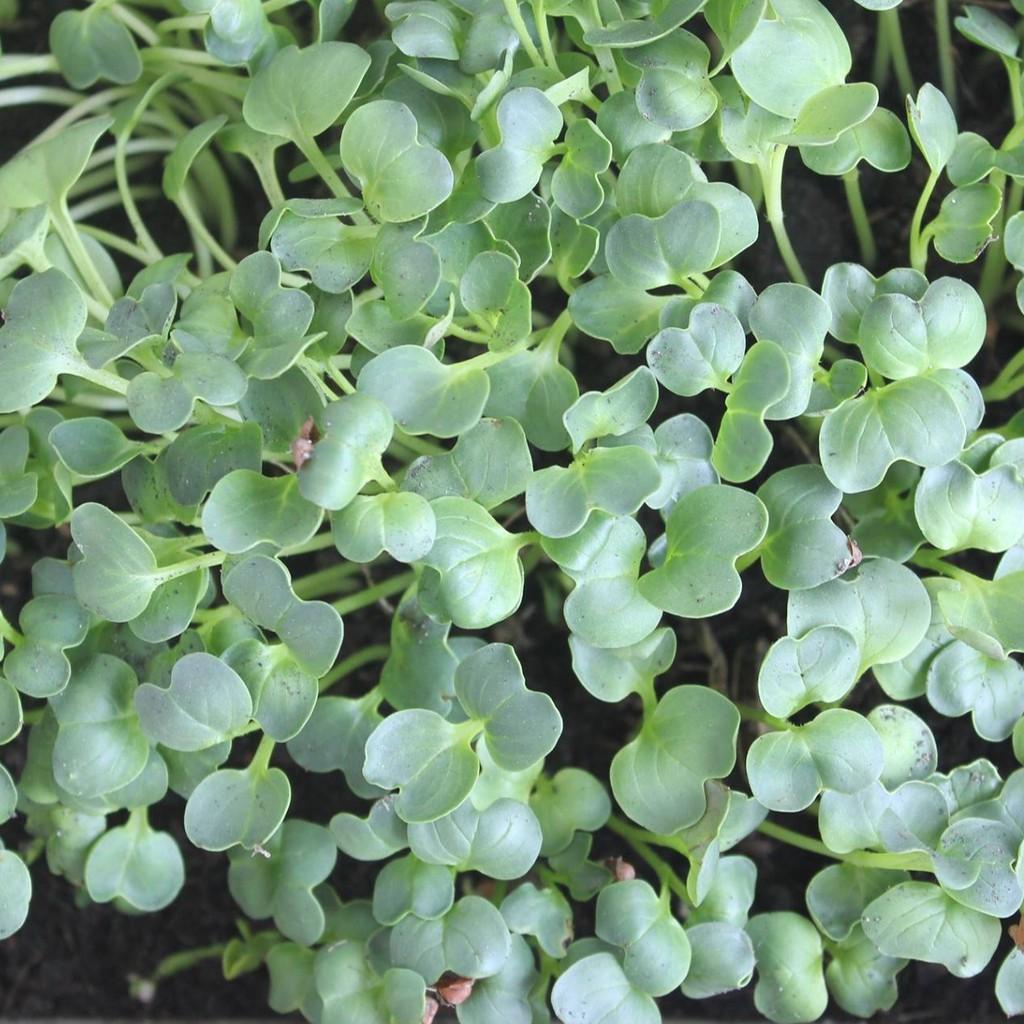 Hạt Giống Rau Mầm Củ Cải Trắng Rado 01 - NON GMO- Hạt giống Rạng Đông, Chất lượng vượt trội !