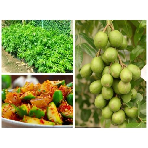 Cây giống Cóc Thái Siêu sớm bầu to. .
