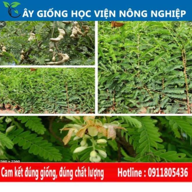 Sản phẩm Cây Ăn Trái cây me ngọt cây ăn quả