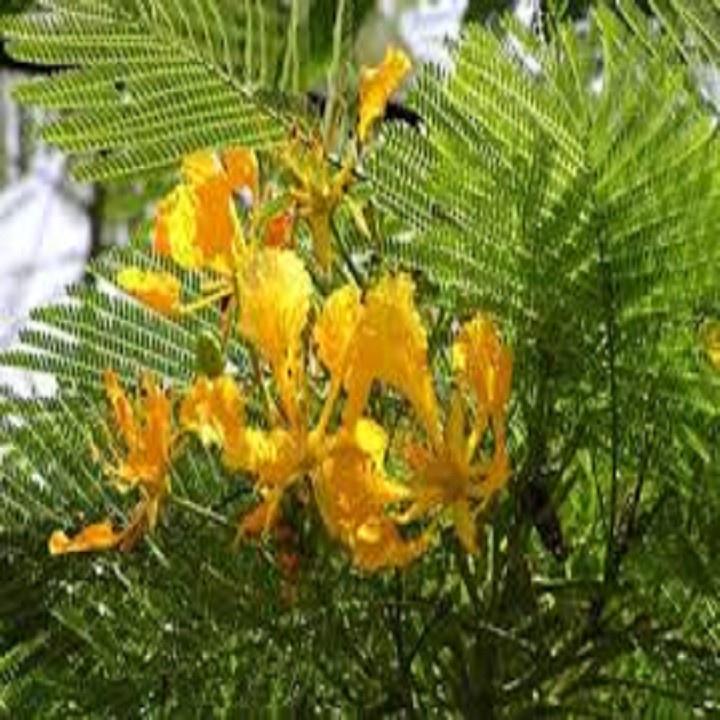CÂY GIỐNG HOA PHƯỢNG VÀNG SIÊU ĐẸP