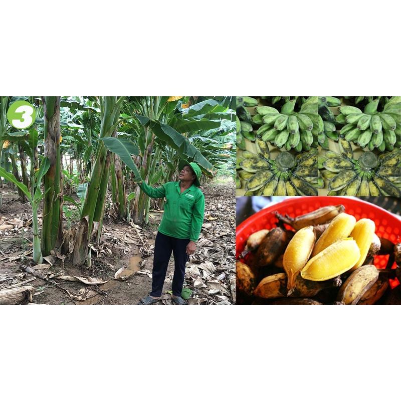 Cây giống chuối sáp nghệ - cây con tách mẹ