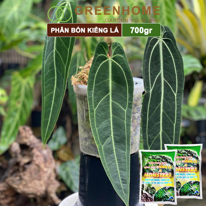 Phân Bón Cây Kiểng Lá Greenhome, Bao 700gr, Trầu Bà Monstera, Cây Nội Thất, Giúp Đâm Chồi Mạnh, Rễ Khoẻ, Lá To