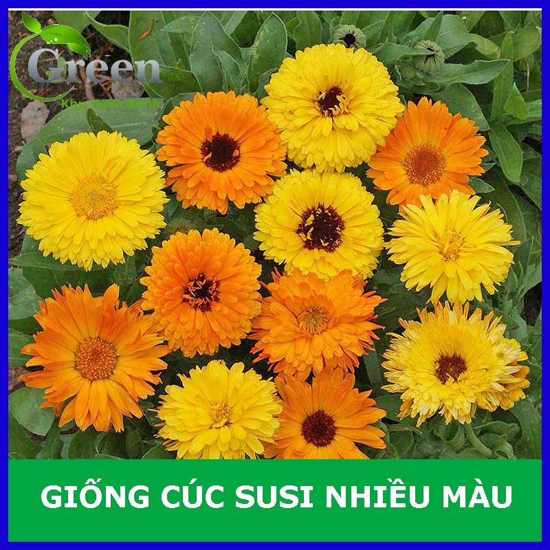 Hạt Giống Hoa Cúc Susi Nhiều Màu Mix