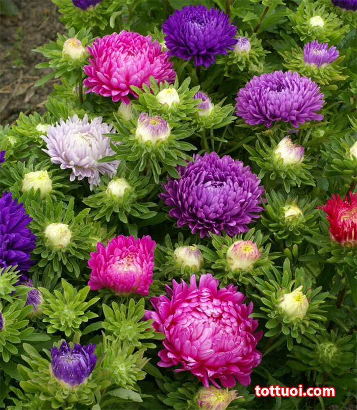 Hình ảnh Hạt Giống Hoa Cúc Đài Loan Lùn Mix Màu, Hoa Siêu Đẹp, Dành Cho Người Yêu Hoa (100 Hạt) - Nông Sản Vàng