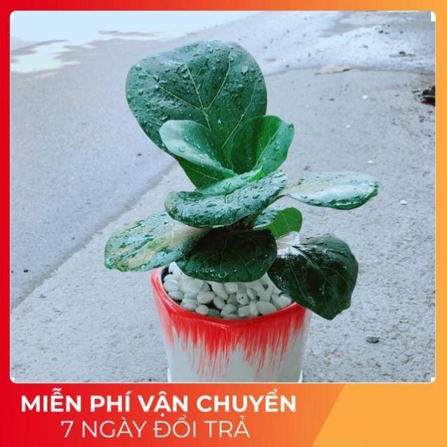 Chậu Cây Bàng Singapore