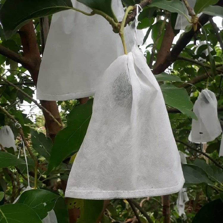 300 Túi Bọc Ổi, Bọc Na,Bao Trái Cây Ánh Dương KT 18x20