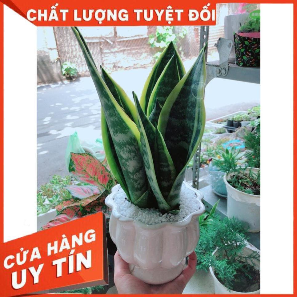 Chậu Lưỡi Hổ Để Bàn Làm Việc
