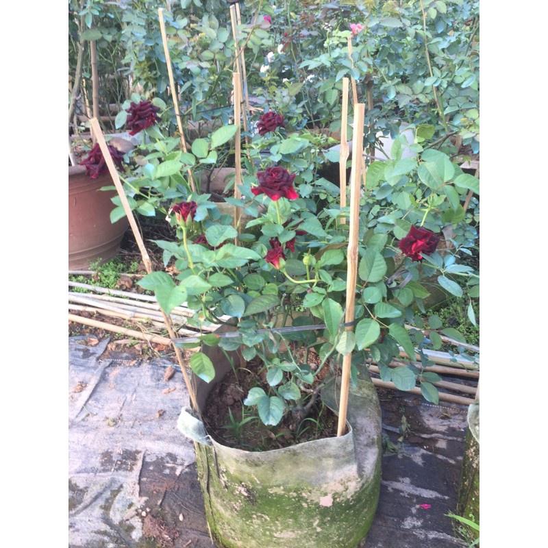 Hoa hồng Màu Đen BLACK BACCARA- bầu to cây lớn trưởng thành