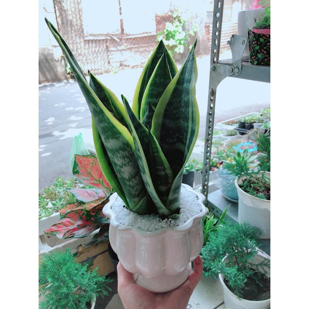 Chậu Lưỡi Hổ Để Bàn Làm Việc