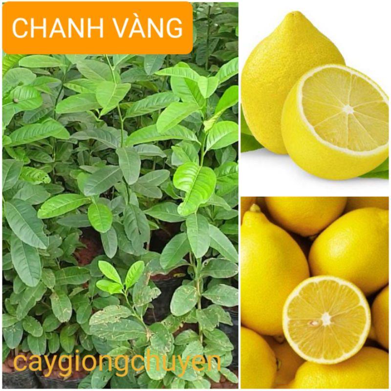 CÂY GIỐNG CHANH VÀNG