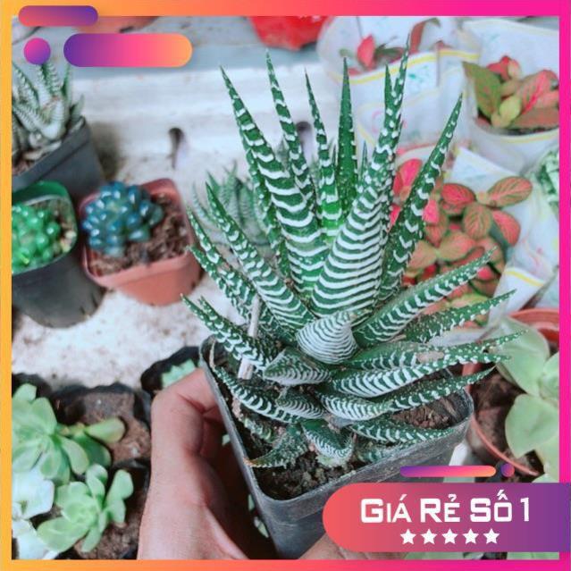 Chậu Móng Rồng