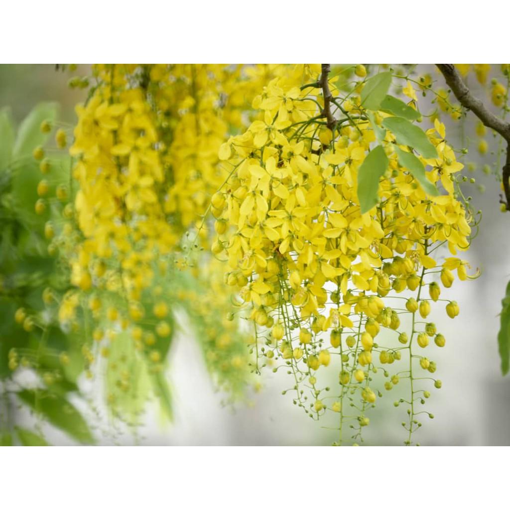 Hạt Giống Hoa Muồng Hoàng Yến Chất Lượng F1