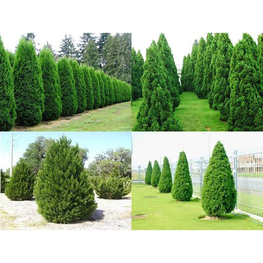 CÂY TÙNG THÁP LÙN BONSAI - cây nhỏ