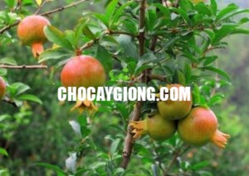 Cây Lựu Lùn Đỏ Cao Sản F1