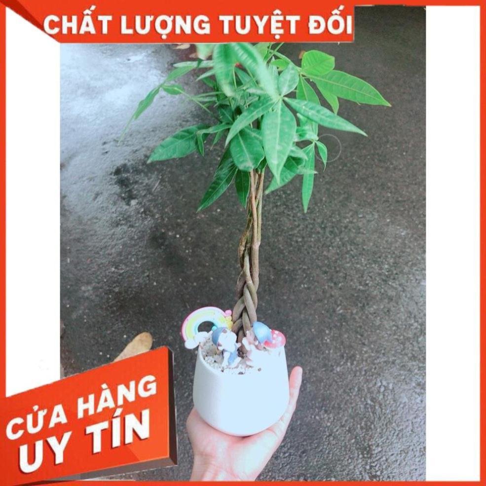 Chậu sen đá tiểu cảnh 17