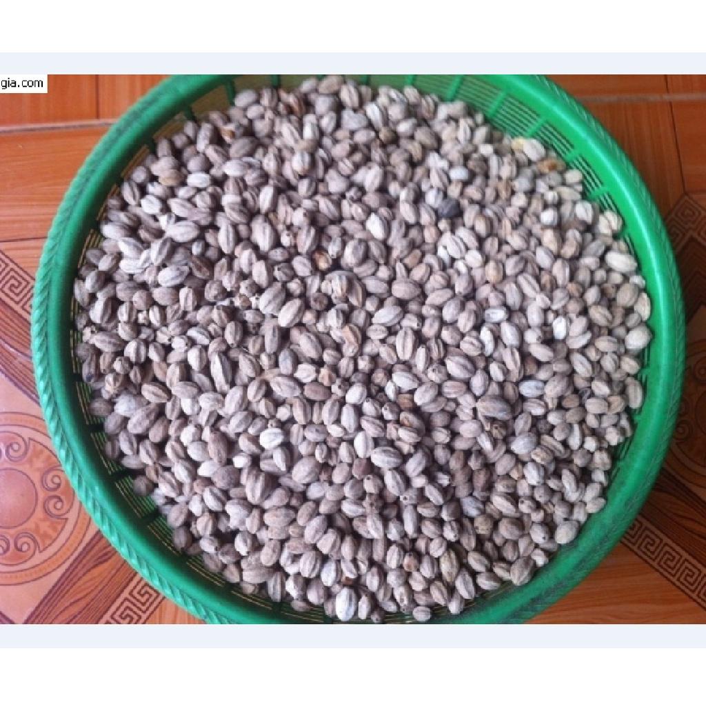 Hạt Giồng Cây xoan ta KNS3728 - Gói 30 hạt