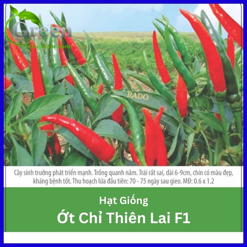 Hạt Giống Ớt Chỉ Thiên Lai F1 Siêu Cay