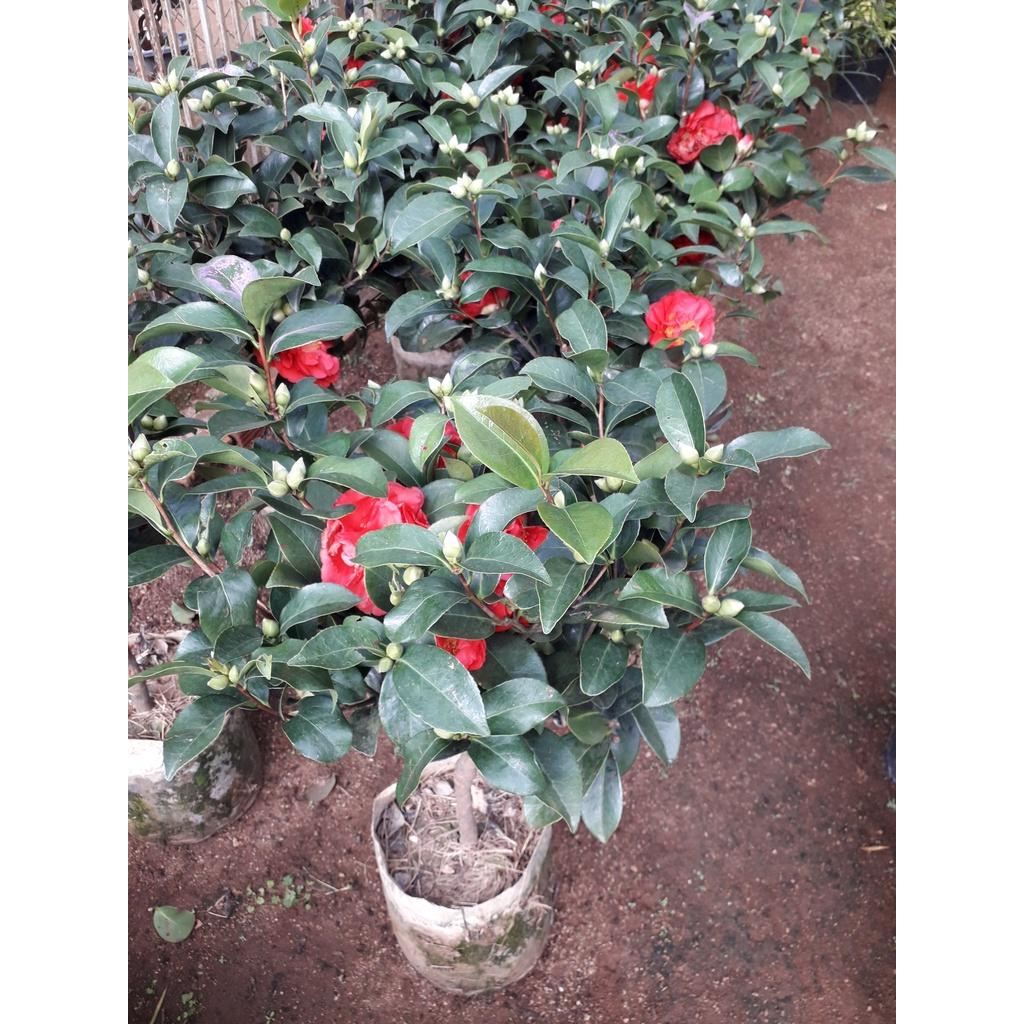 CÂY GIỐNG HỒNG TRÀ.