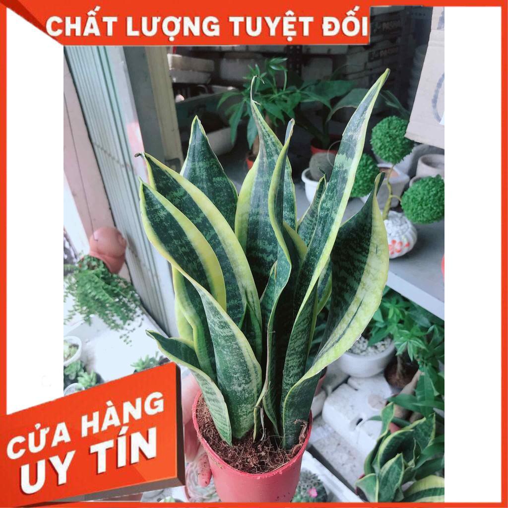 Chậu lưỡi hổ Nhiều Người Mua
