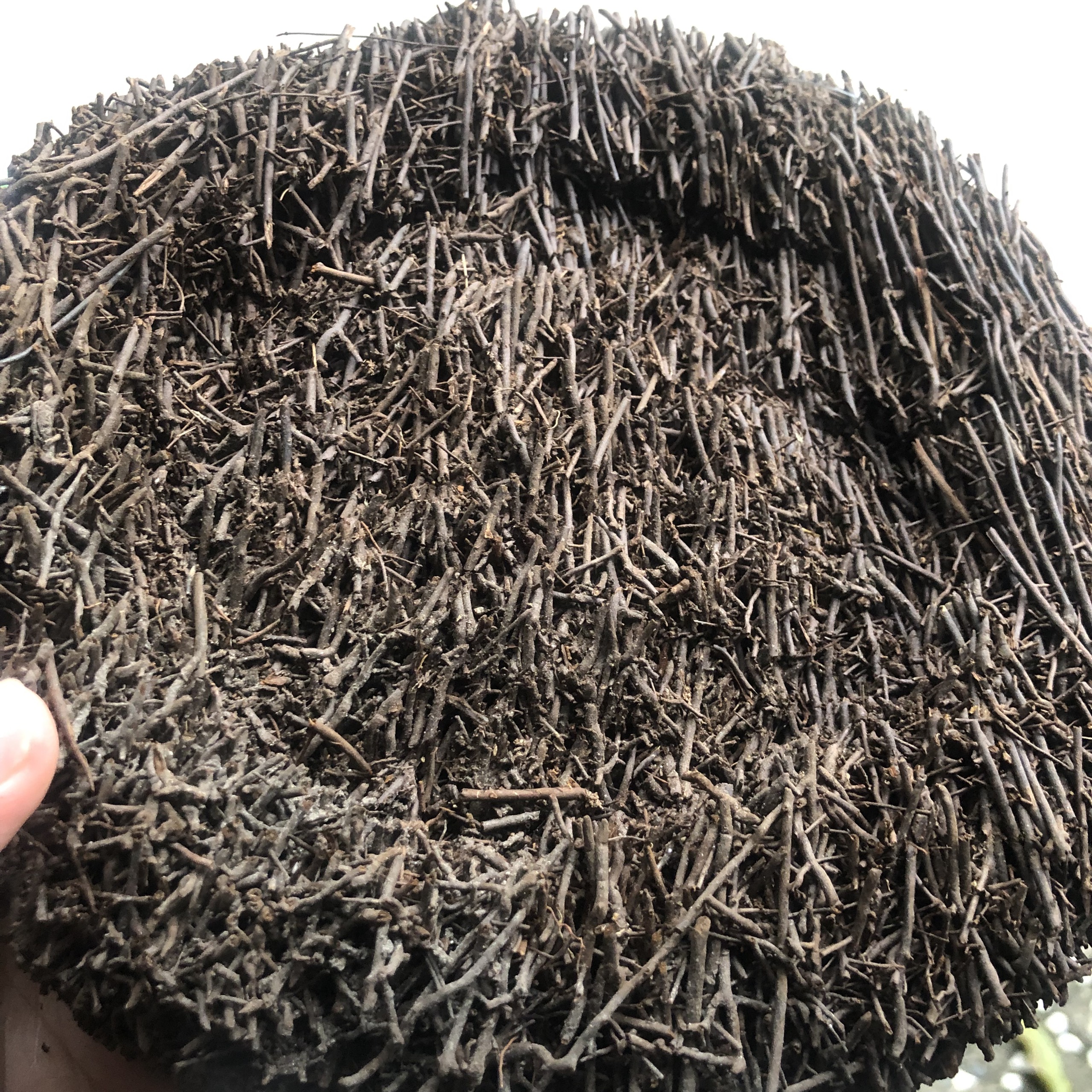 Dớn dĩa ghép Lan kích thước 20cm