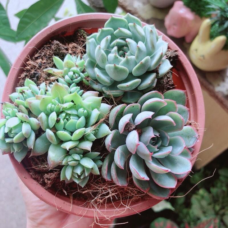 Sen Đá Mix 3 Cây Lớn