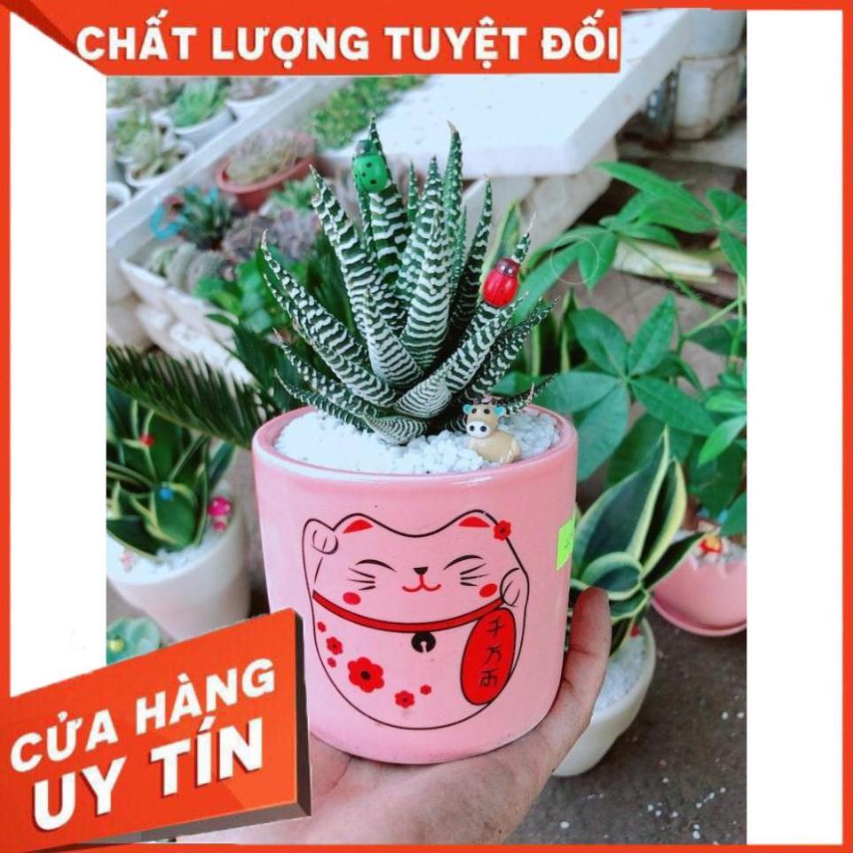 Chậu cây móng rồng mèo may mắn Nhiều Người Mua
