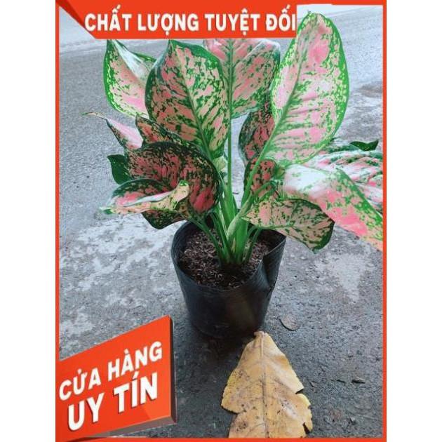 Cây Vạn Lộc