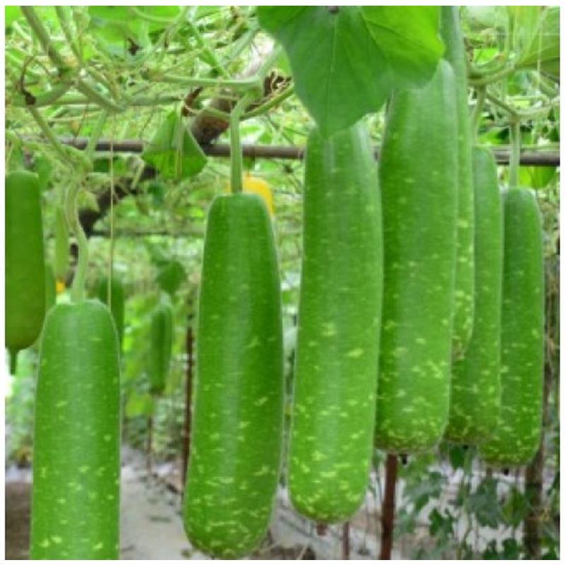 Hạt giống Bầu Sao lai sai trái dễ trồng