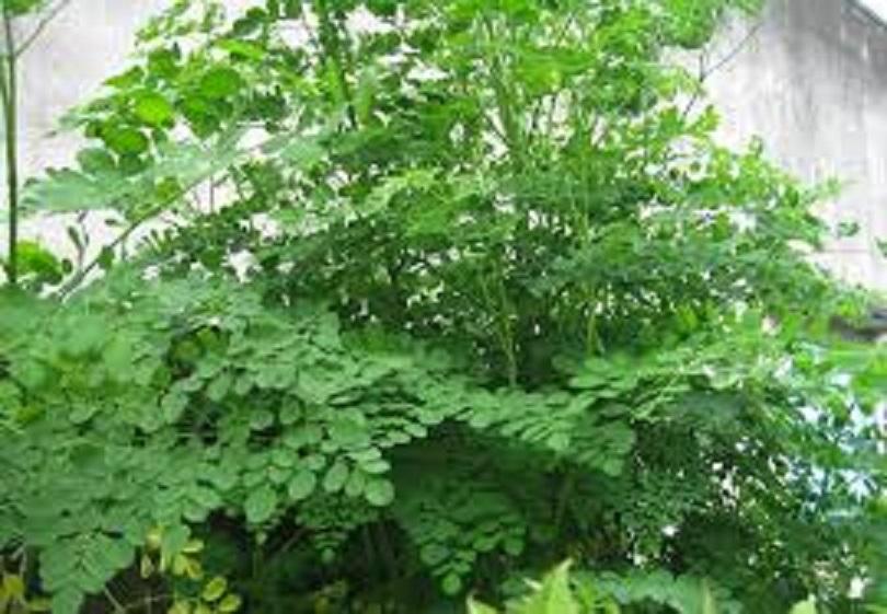 Cây chùm ngây, cây chùm ngây ăn lá cao từ 0,8m trở lên, hàng chất lượng đặc sản Phú Thọ