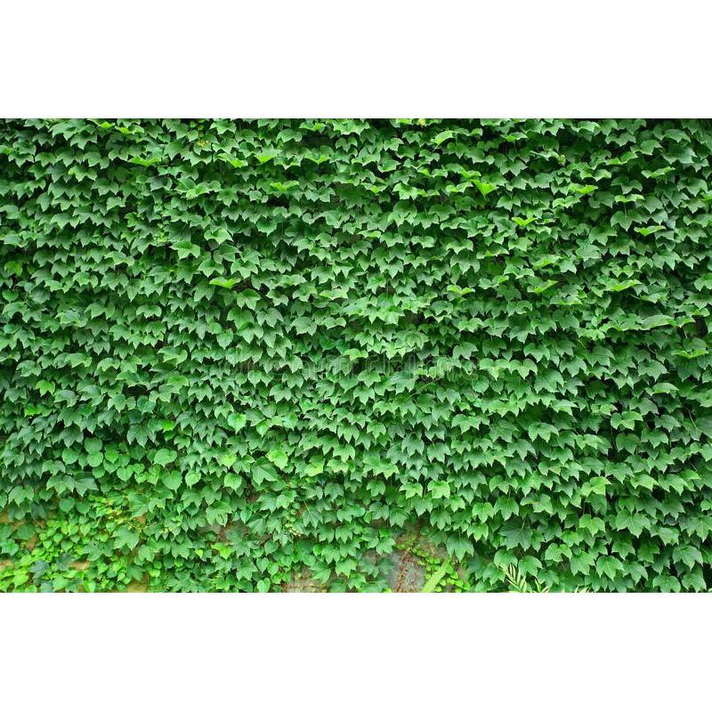 Cây vảy ốc - cây thằn lằn leo tường - cây cảnh vườn + tặng phân bón cho cây