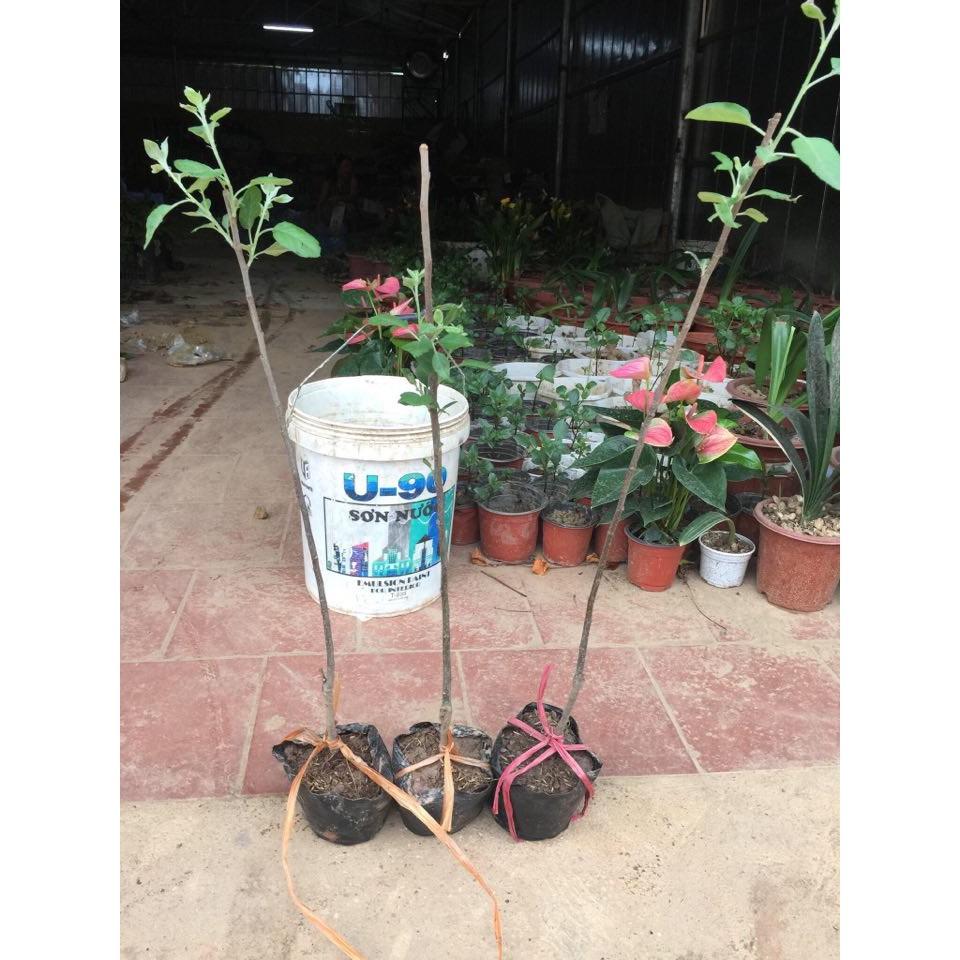 Cây giống táo đỏ lùn giống nhập khẩu nguyên bầu
