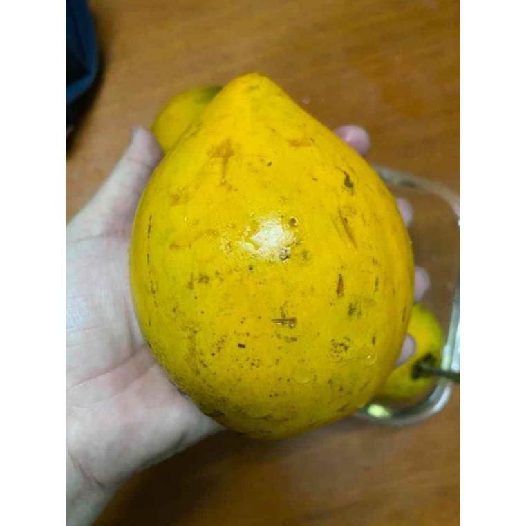 Cây lêkima thái .. 8 tháng cây cho trái