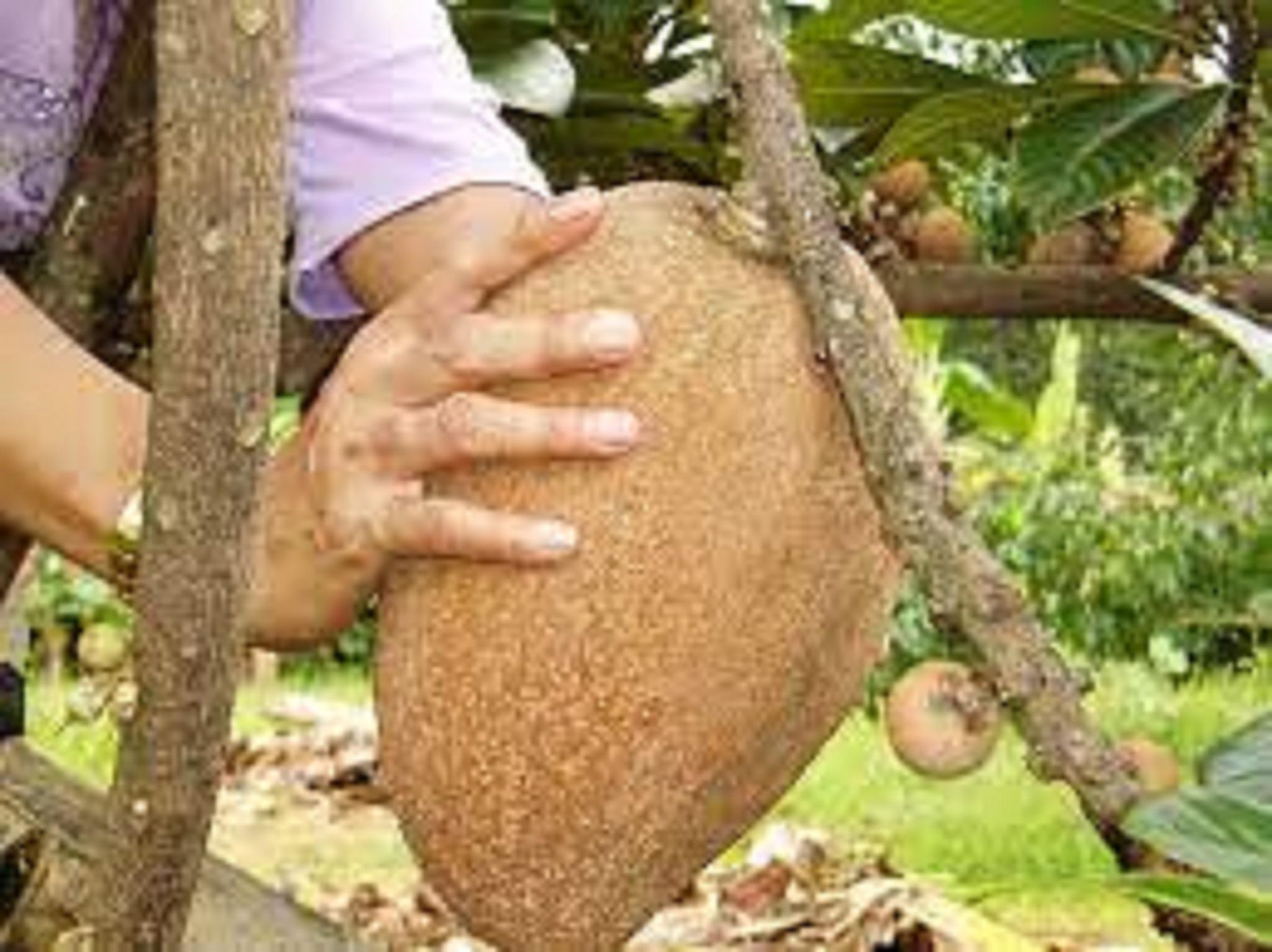 CÂY GIỐNG HỒNG XIÊM RUỘT ĐỔ KHỔNG LỒ