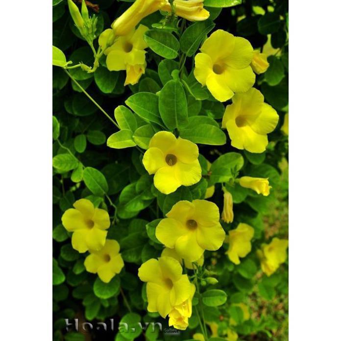 CHẬU HOA LEO HUỲNH ĐỆ GIỐNG
