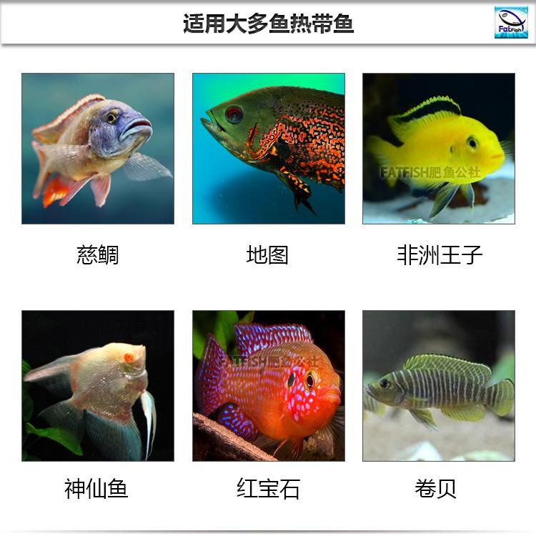 Thức ăn cá ali PET CHICHLIDS FOOD - cám cá ali cao cấp- shopleo