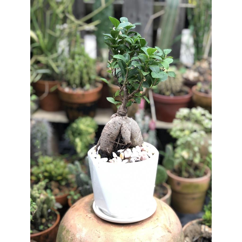 Chậu sứ si thân sâm gốc to