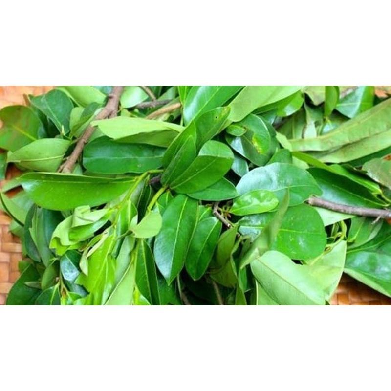 COMBO 2 CÂY GIỐNG MÃNG CẦU XIÊM ghép THÁI LAN