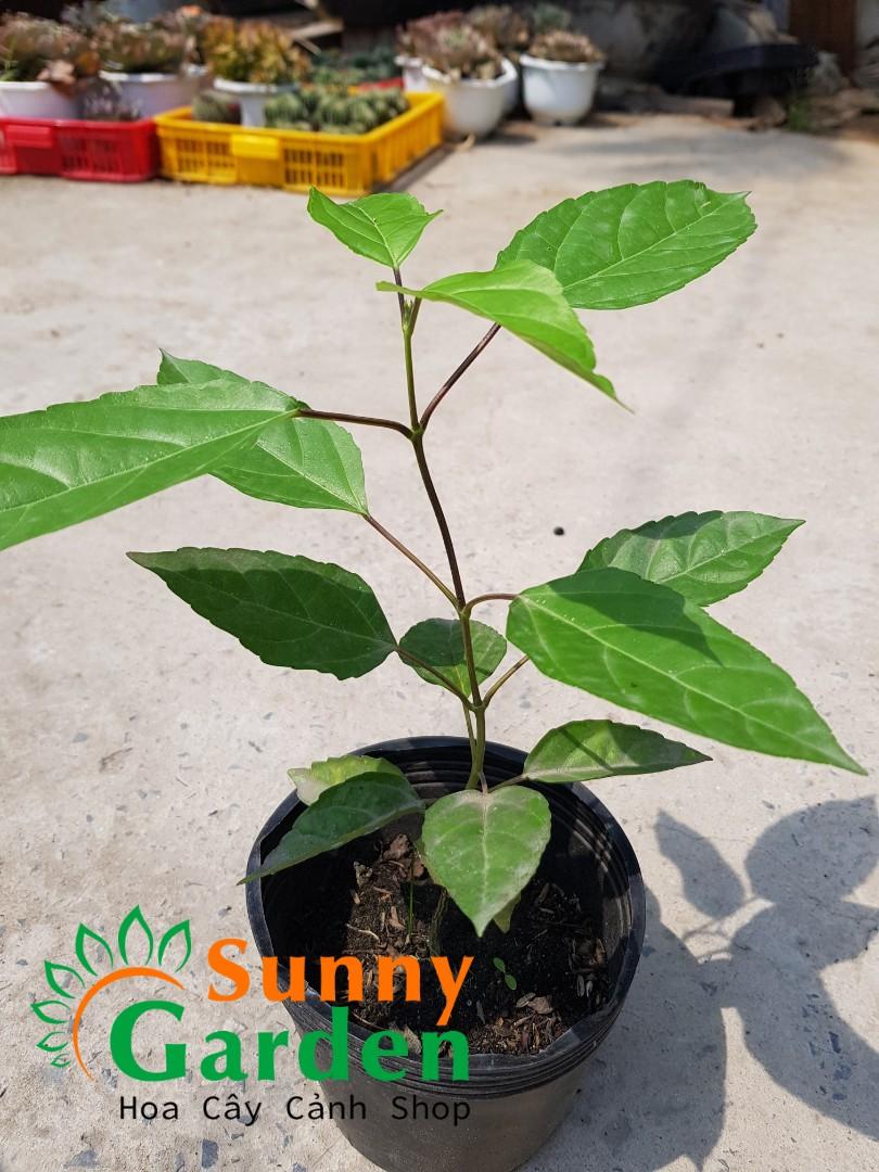CHUẨN Cây Lá Cách, Cao 20-30cm - Chậu Rau