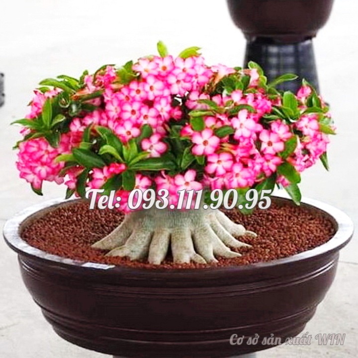 Hạt giống hoa sứ Thái Lan Bonsai cây lùn, mix màu hồng trắng - Bịch 10 hạt – Mã số 1458