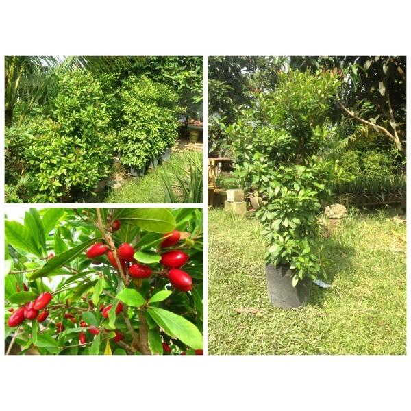 CÂY GIỐNG CÂY THẦN KỲ .