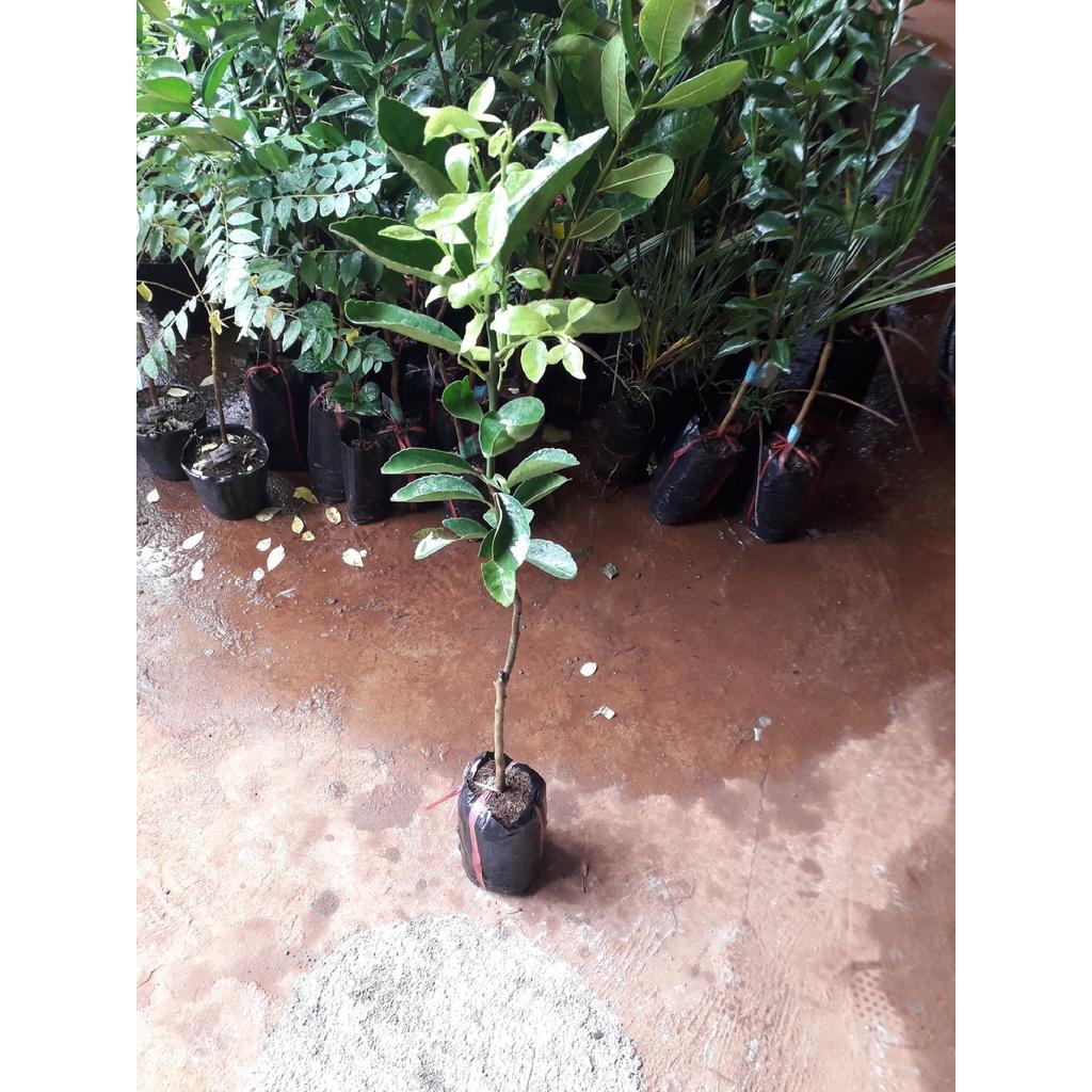 Cây giống Quýt Hồng siêu sớm, siêu sai. .