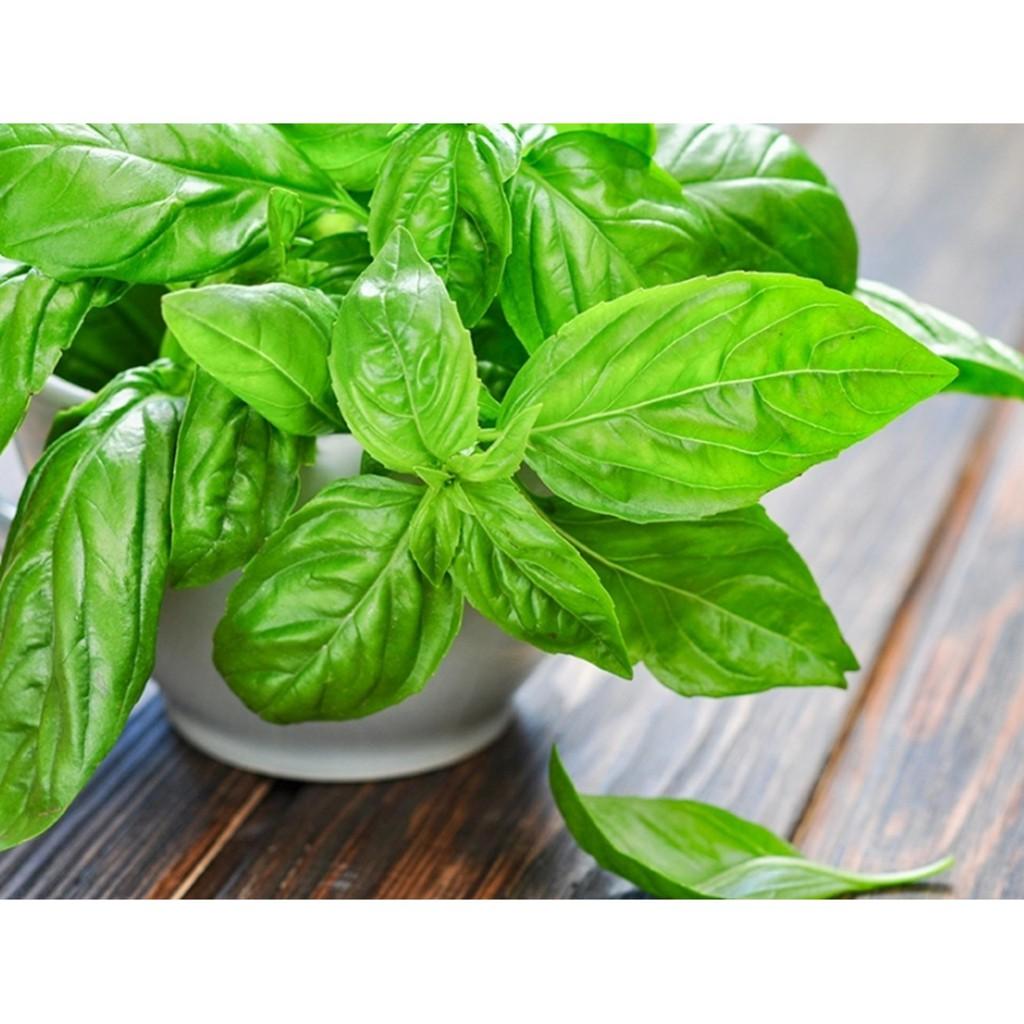 Hạt Giống Rau Húng Tây (Quế Tây) Basil Italy