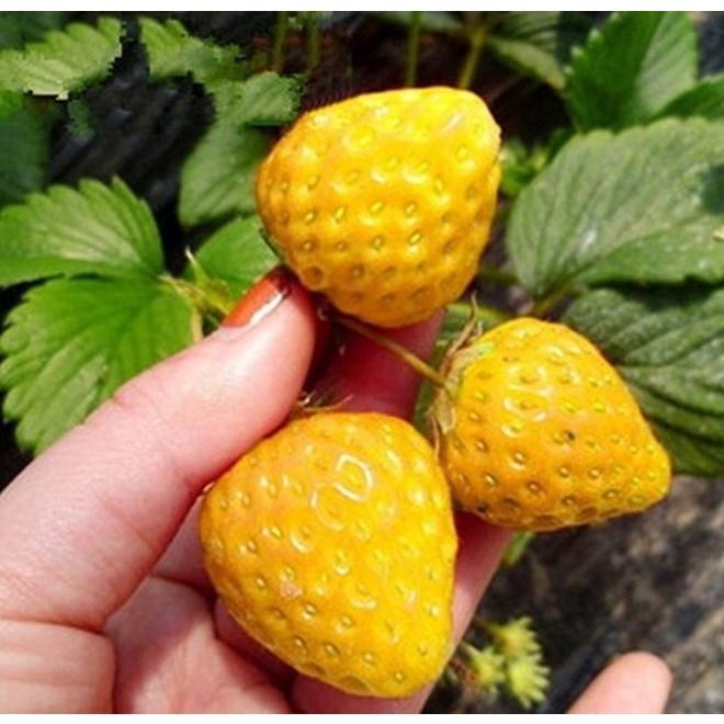 Hạt giống dâu tây vàng chịu nhiệt CT292 - Gói 100 hạt